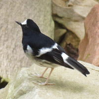Little Forktail